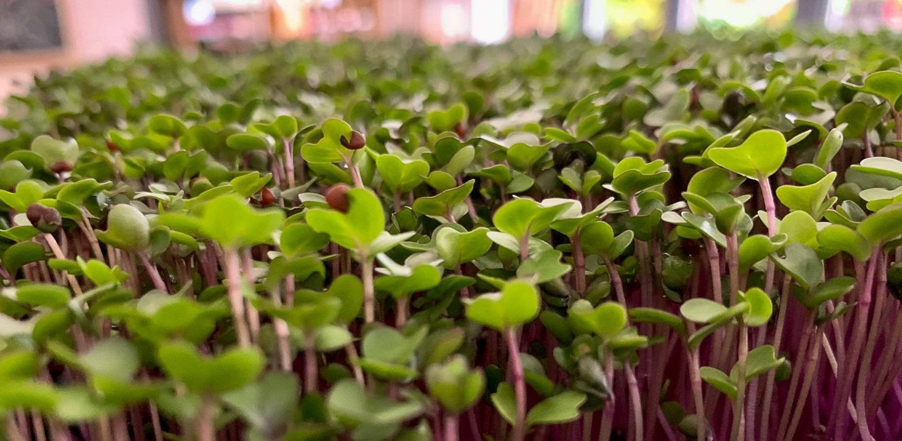Why Microgreens Fail, and How to Grow Microgreens successfully at home