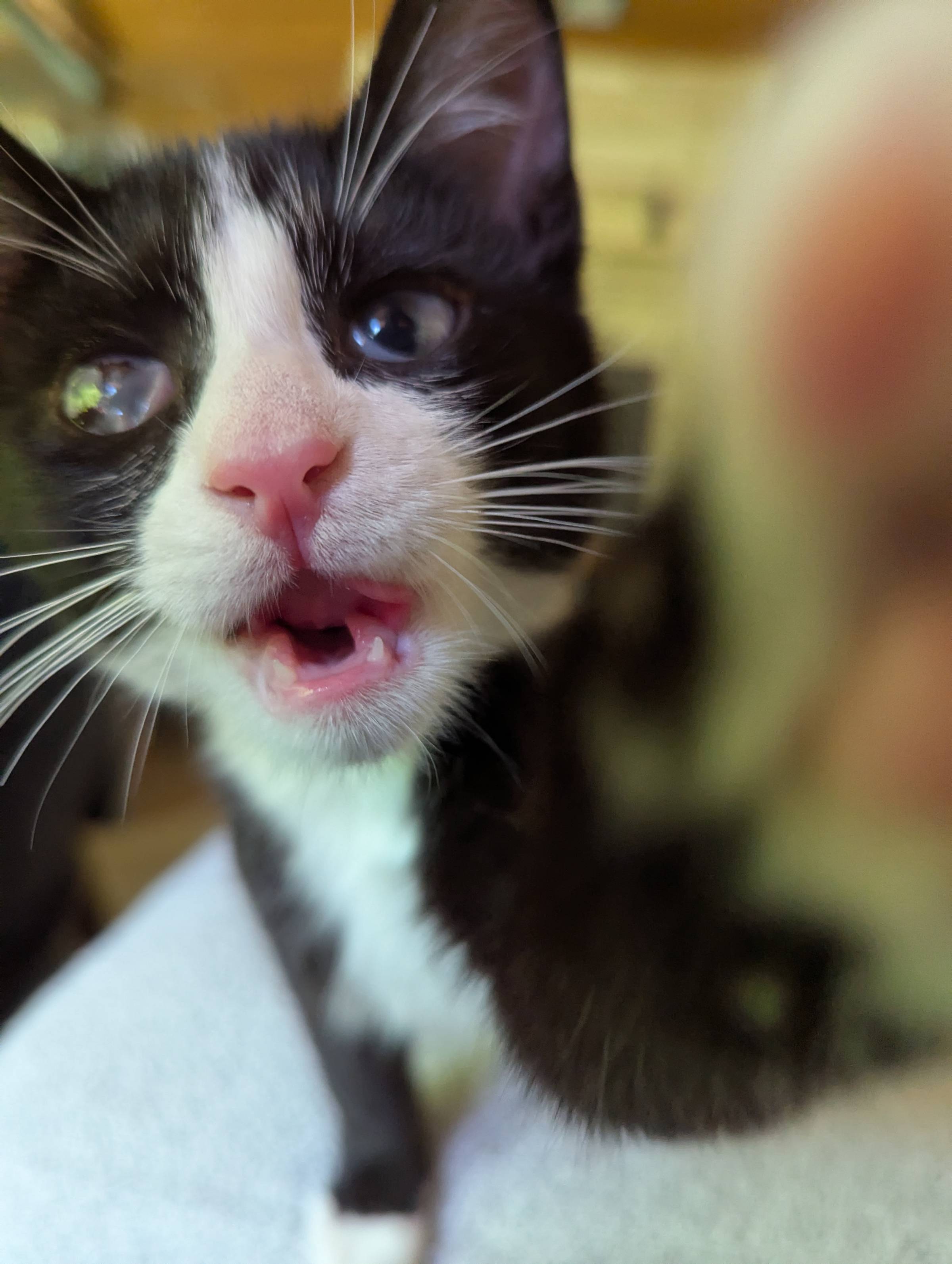 Eugene the kitten reminds us to think of something cute