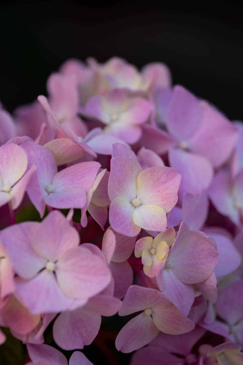 A beautiful cluster of pink and purple hydrangea flowers.