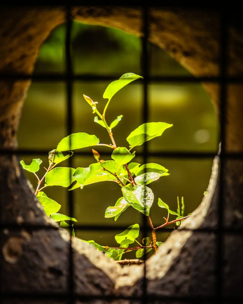 Green plant branches seen through a circular opening.