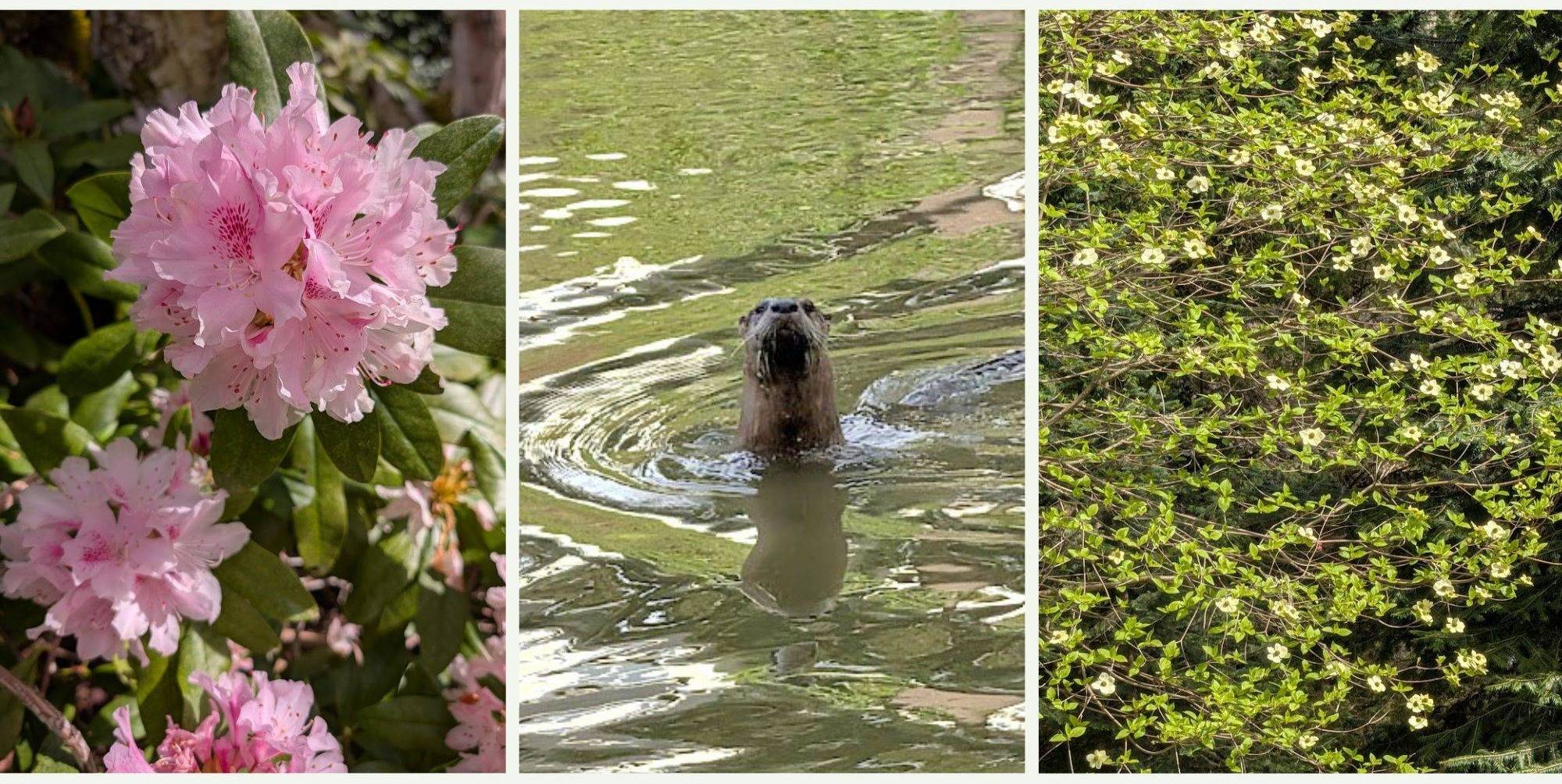 Collage of spring images: rhododendron, river otter, wild dogwood