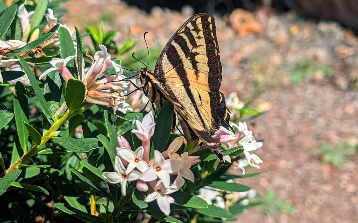 butterfly on daphne flowers