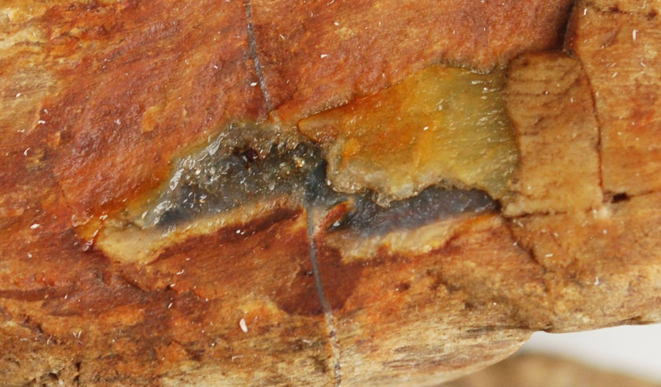 Close up of petrified wood piece showing agatized section