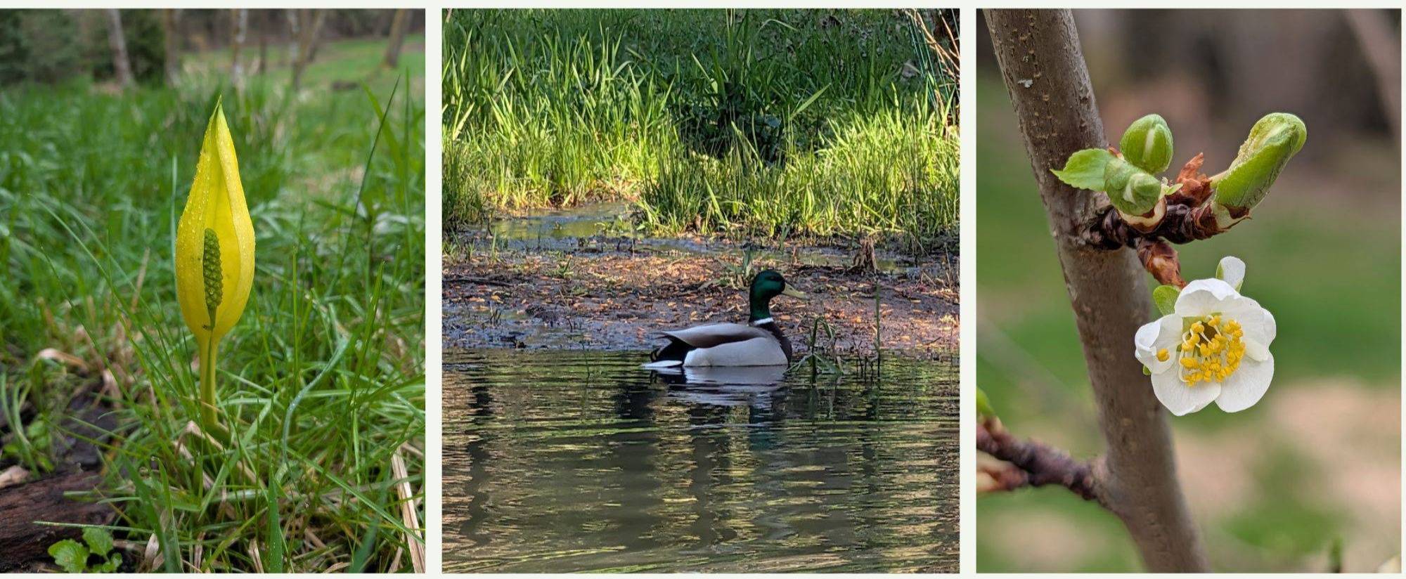 Collage of spring images: skunk cabbage, mallard duck, plum blossom