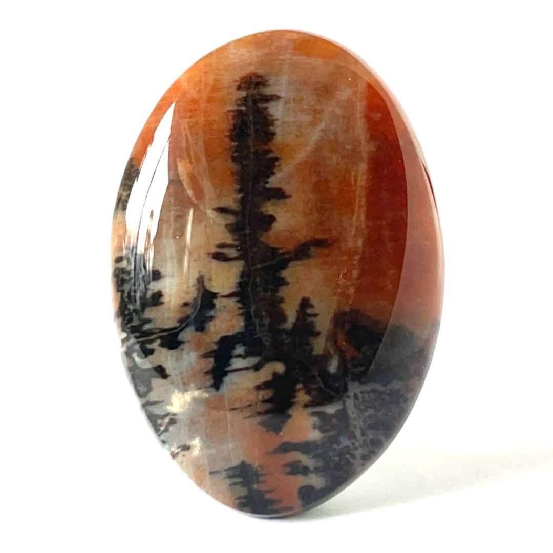 Agatized petrified wood cabochon