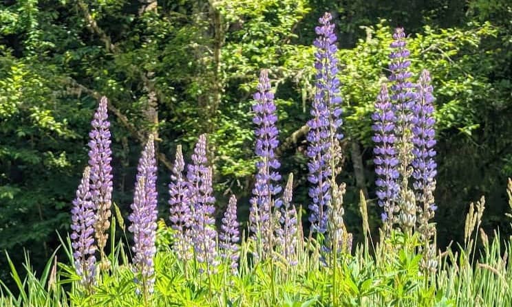 Picture of blooming lupins