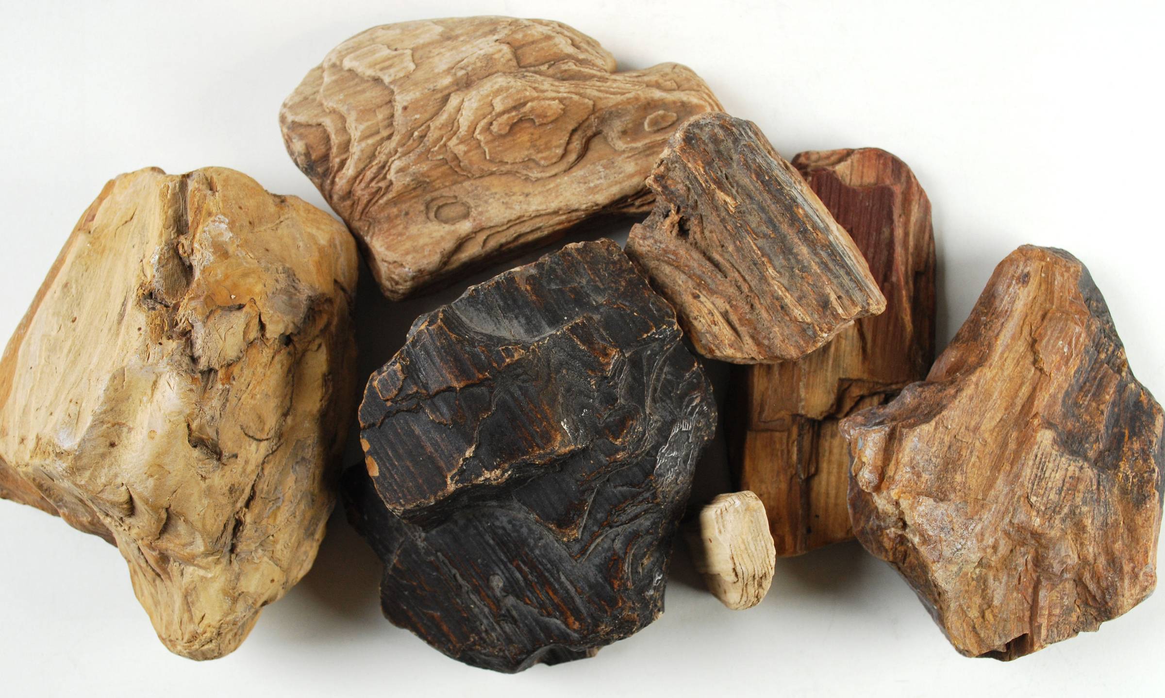 Group of rough petrified wood pieces