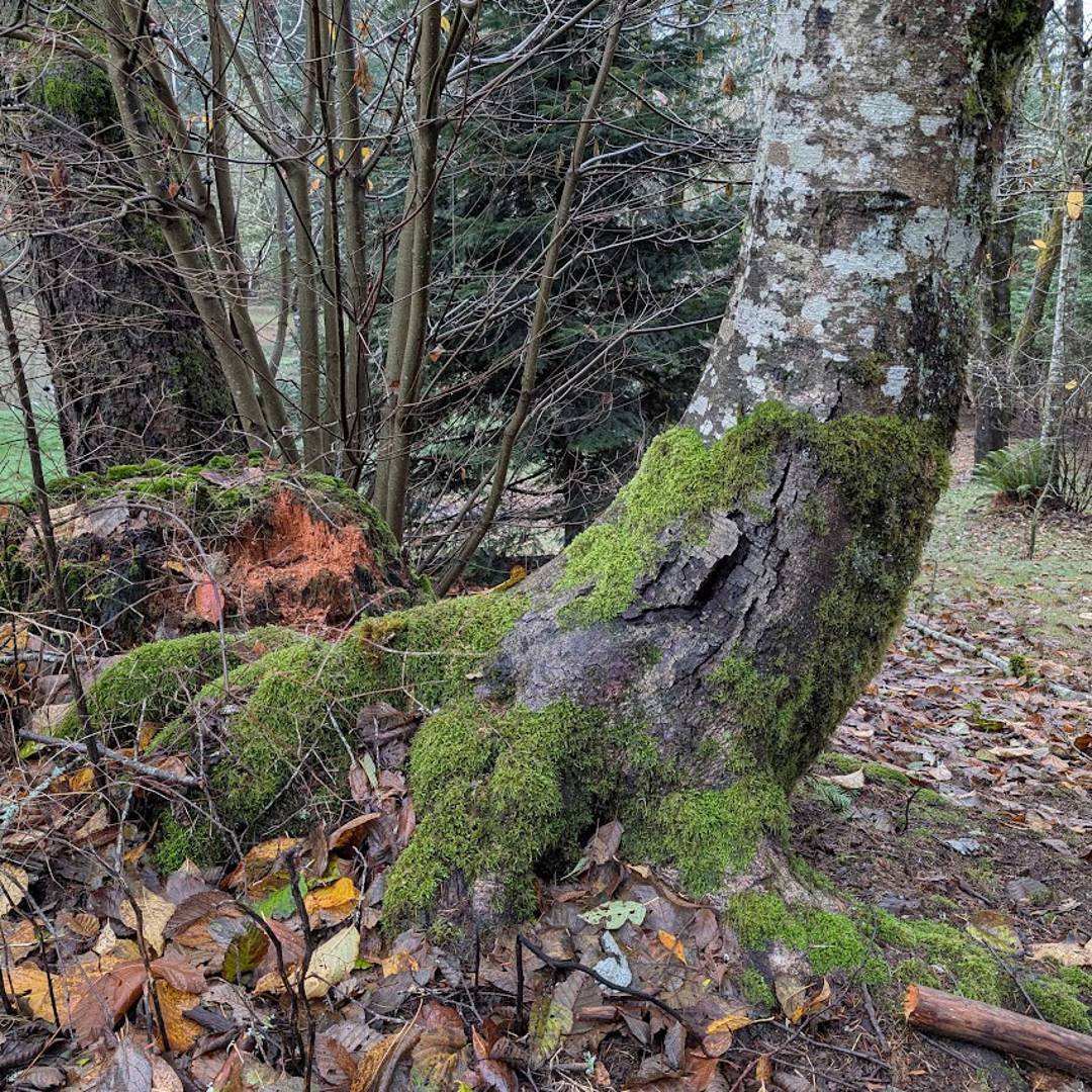 bottom part of a mossy tree showing roots