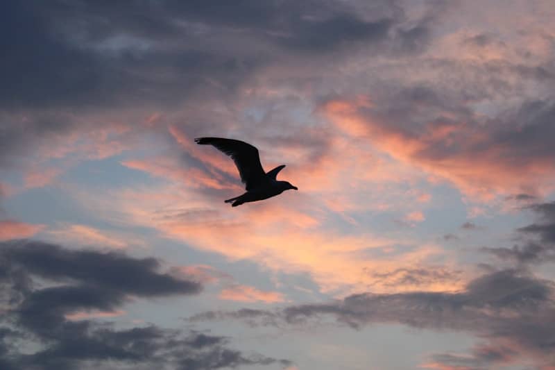 A bird flying through a cloudy sky at sunset