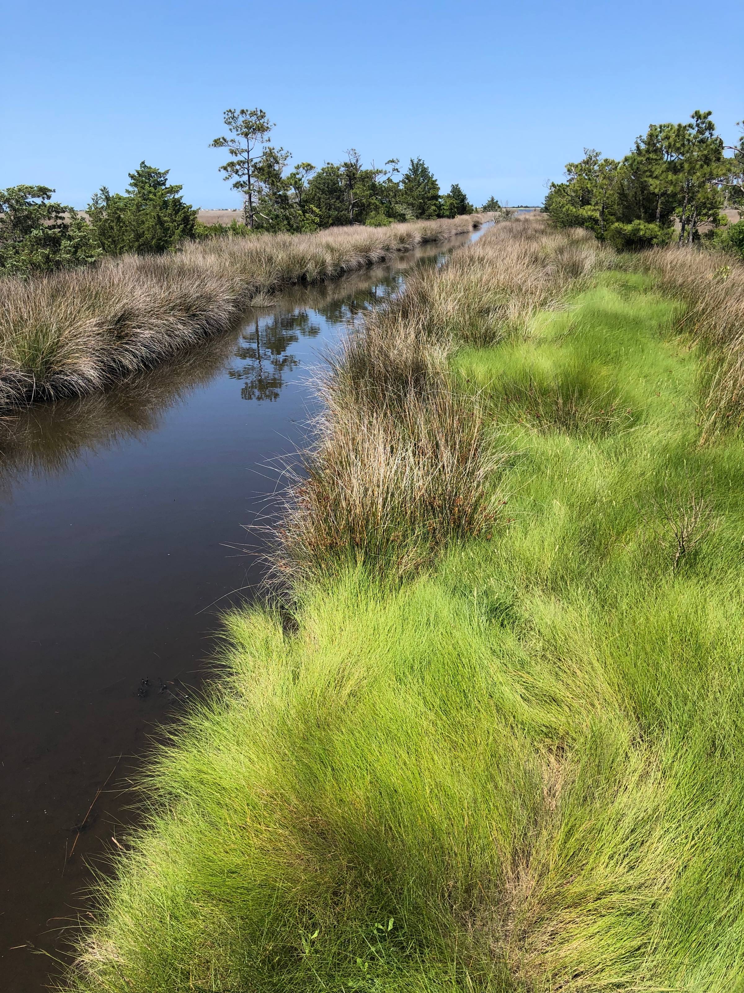 Salt marsh