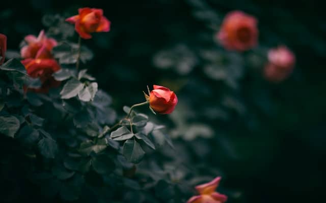 Photo of rosebuds against dark green leaves.