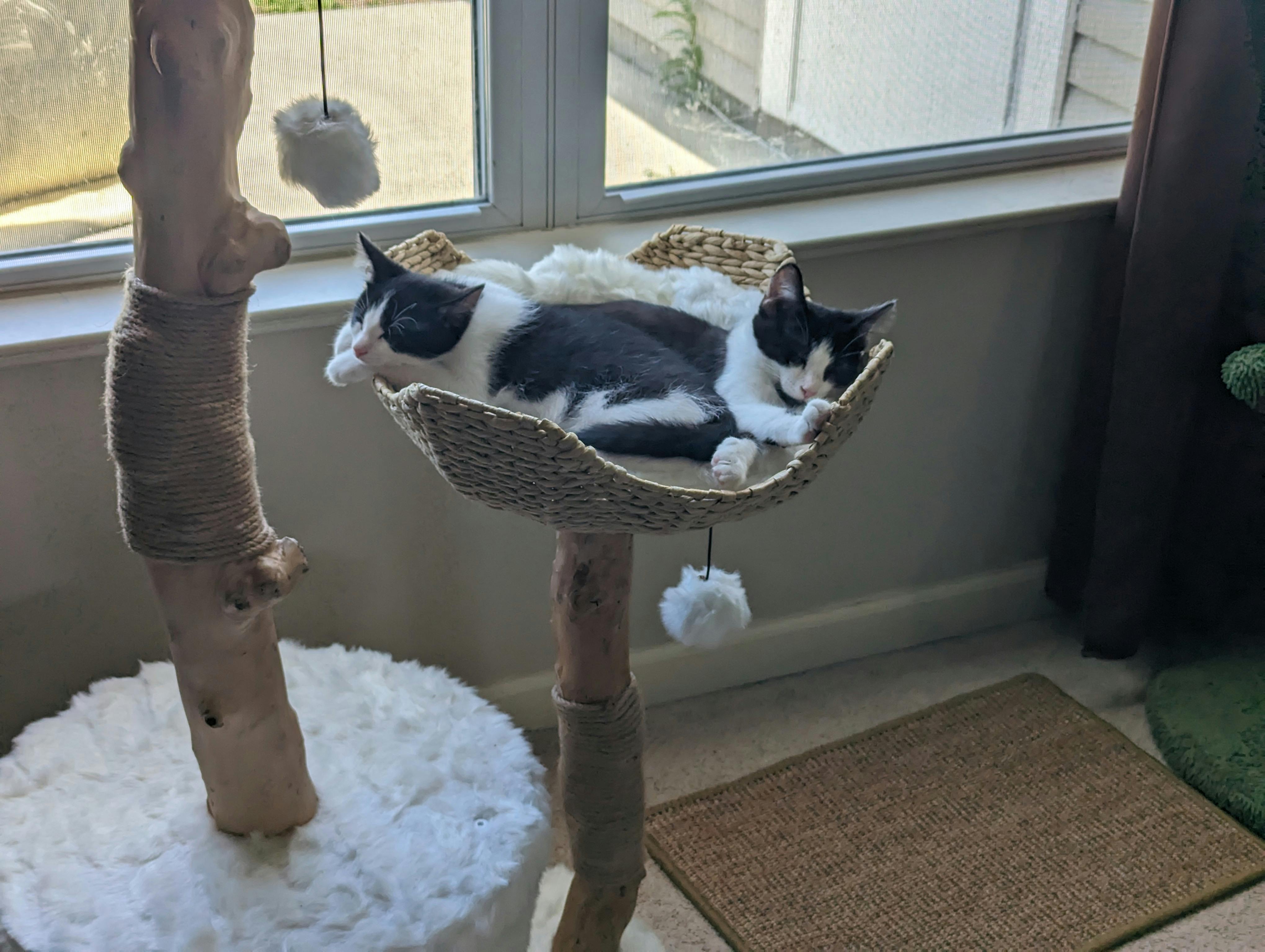 two black and white kittens sleeping on a cat tree