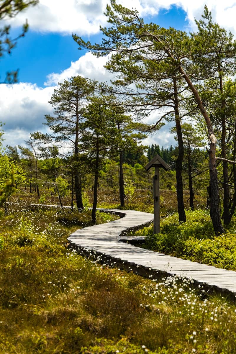 Wooden boardwalk winds through a tranquil, green landscape.