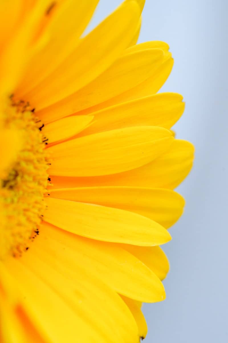 A vibrant yellow gerbera daisy against a light blue background.