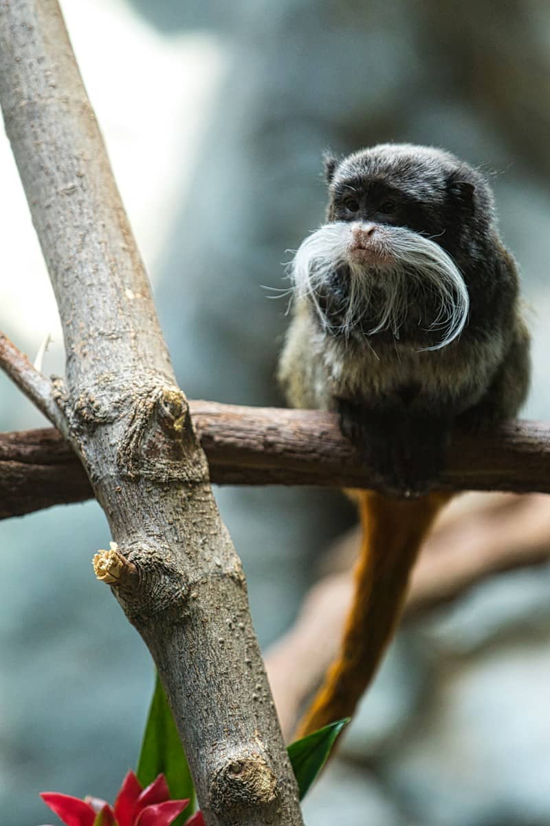 Emperor tamarin with white mustache on tree branch