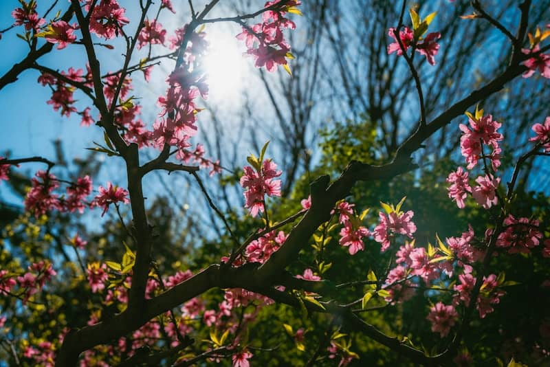 Pink cherry blossoms bloom against a bright blue sky.