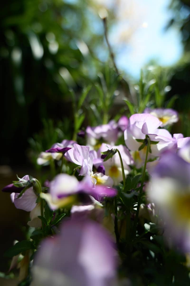 Close-up of delicate purple and white pansies in sunlight.