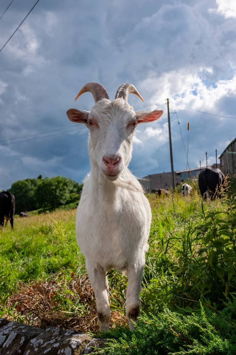 White goat in a grassy field under cloudy sky.