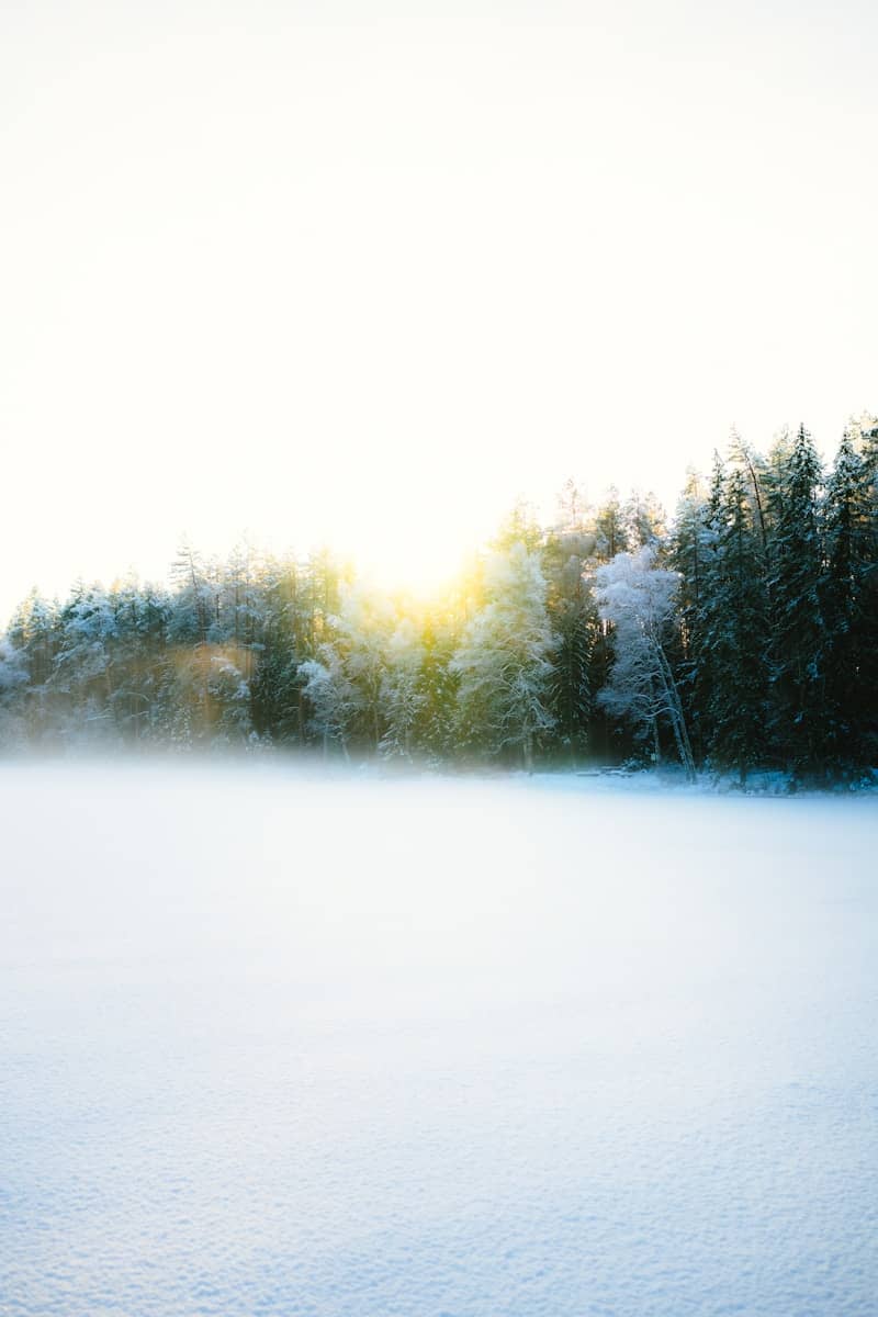 Sunlight shines through a misty winter forest