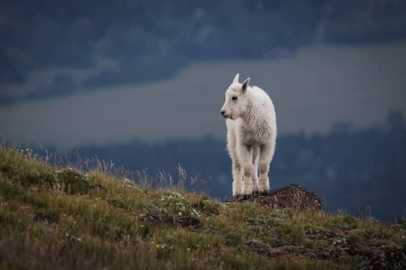 A white mountain goat stands on a rocky hill.