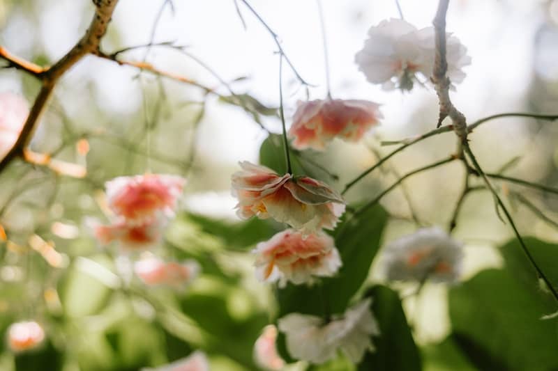 Pink flowers hang from delicate branches.