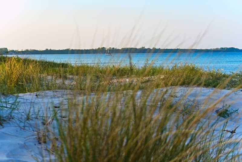 Tall grass on sandy dunes by the blue ocean.