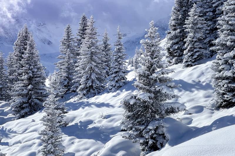 Snow-covered pine trees on a mountain slope.