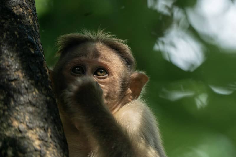 A bonnet macaque peering from behind a tree trunk in a forest