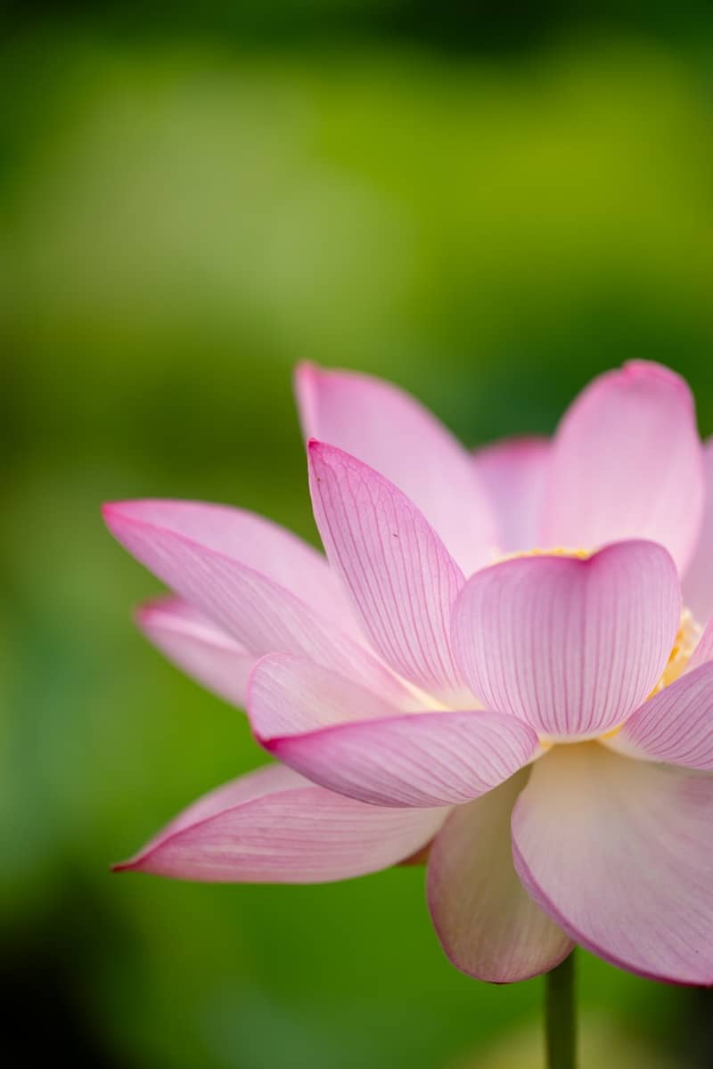 A beautiful pink lotus flower with a green background.