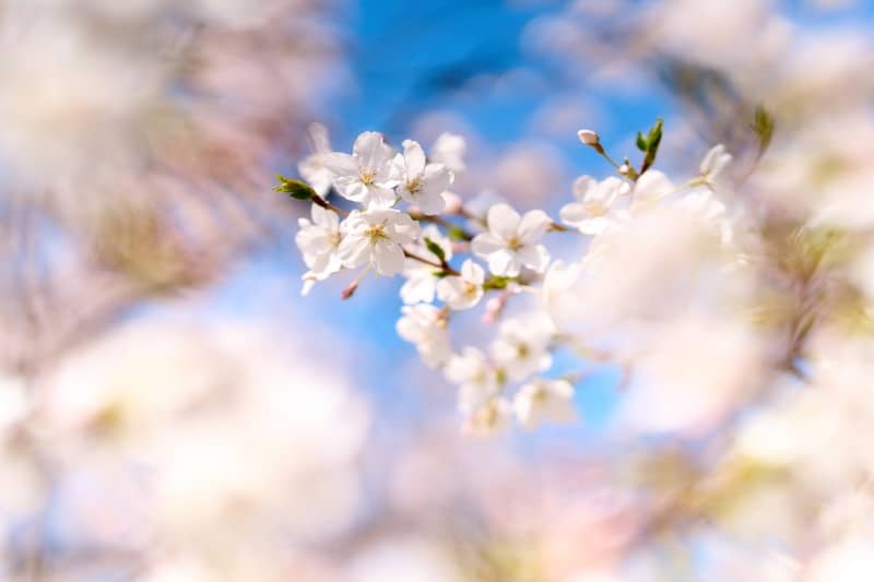 Delicate white cherry blossoms bloom against a blue sky.