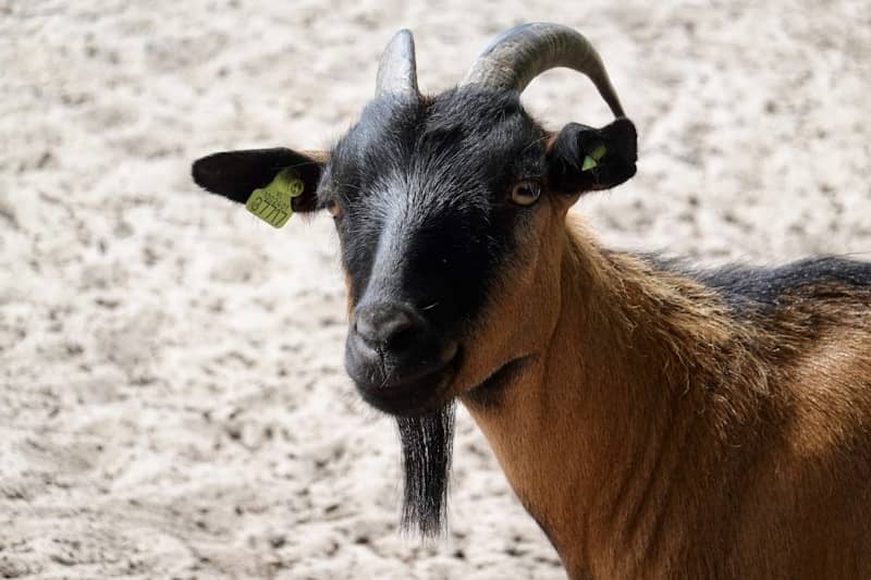 A brown and black goat with horns stands on sand.
