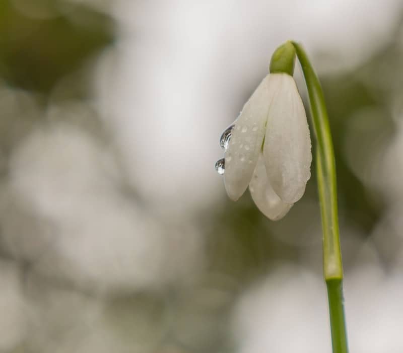 A delicate white snowdrop flower with water droplets.