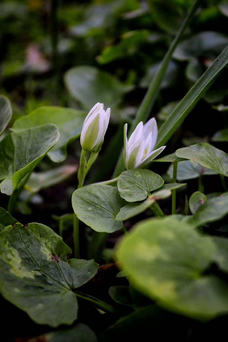 Two white flowers with green buds emerging from leaves.