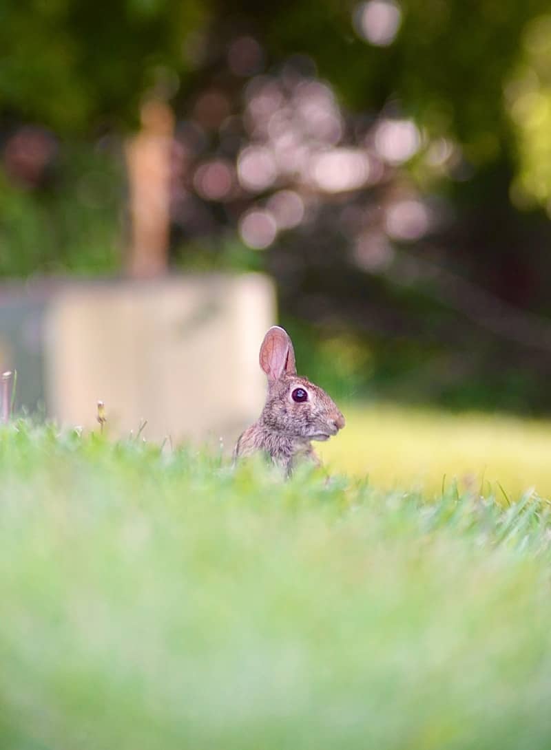 A rabbit peeking from tall green grass