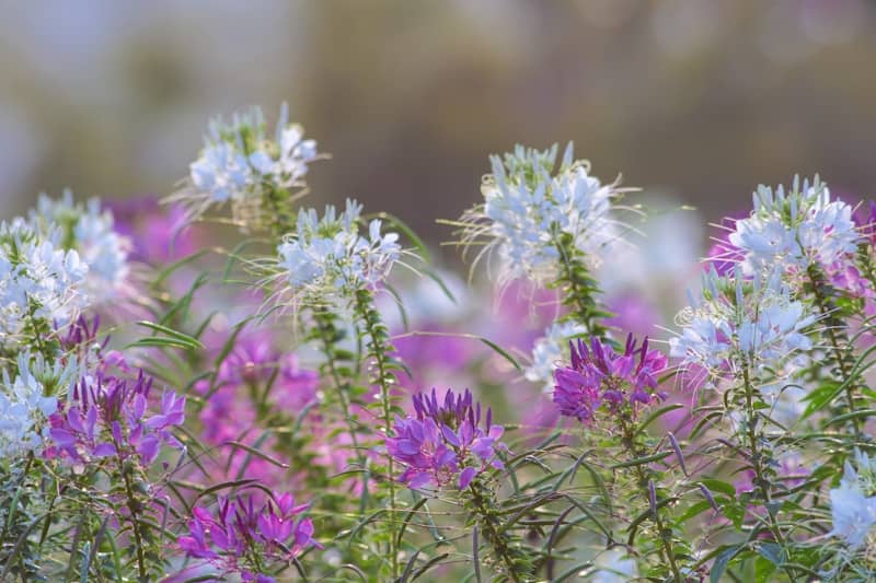 A field of white and purple flowers in bloom.