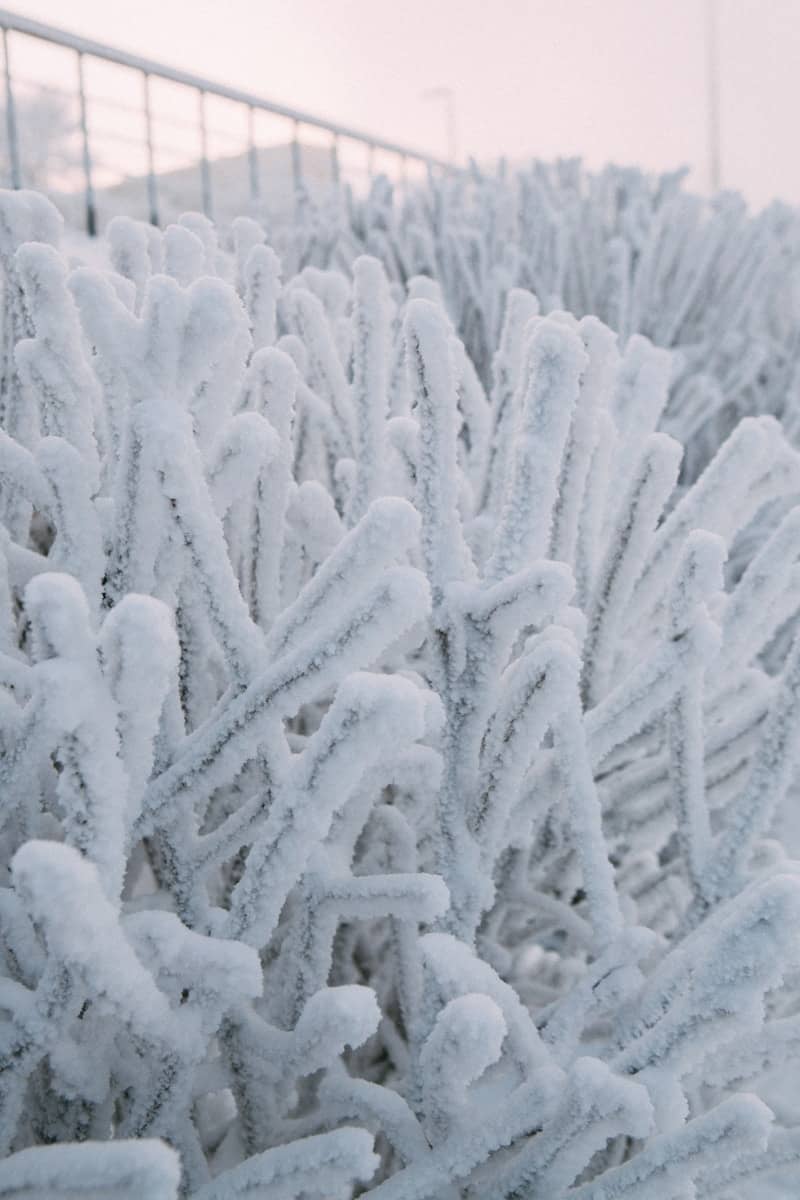 Branches covered in thick frost on a foggy day.