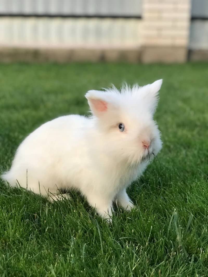 a white rabbit sitting on top of a lush green field