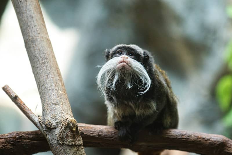 Emperor tamarin monkey with white mustache looking up