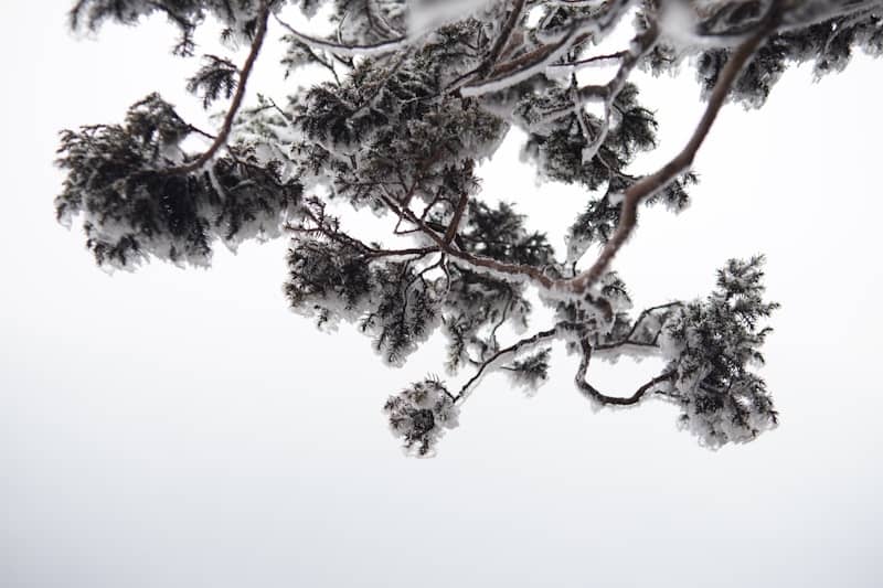Pine branches covered in frost against a white sky