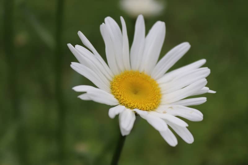 A daisy flower blooms brightly in the garden.