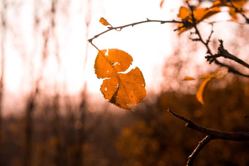 A lone orange leaf hangs in the sunlight.