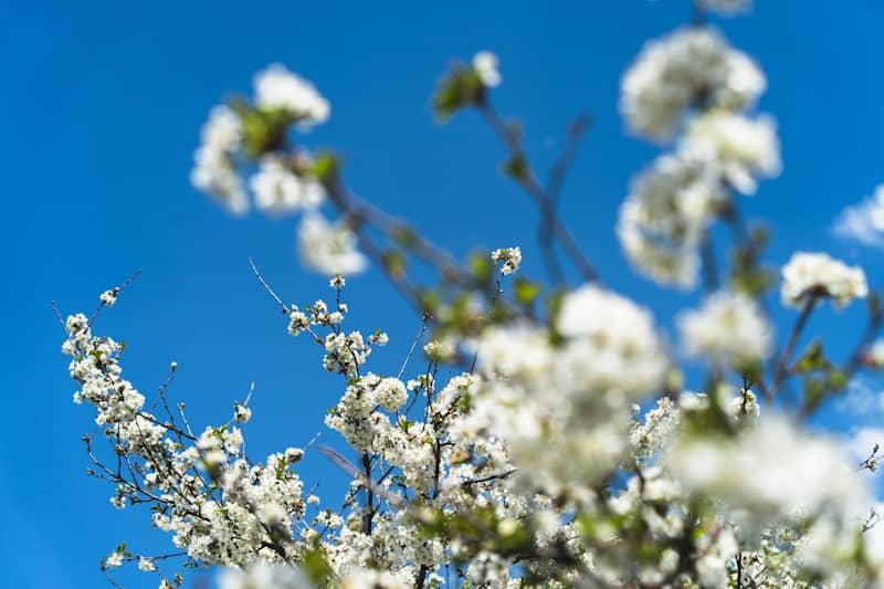 White blossoms on branches against a clear blue sky