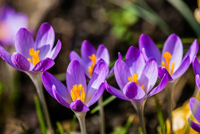 Purple crocuses bloom in the spring garden.