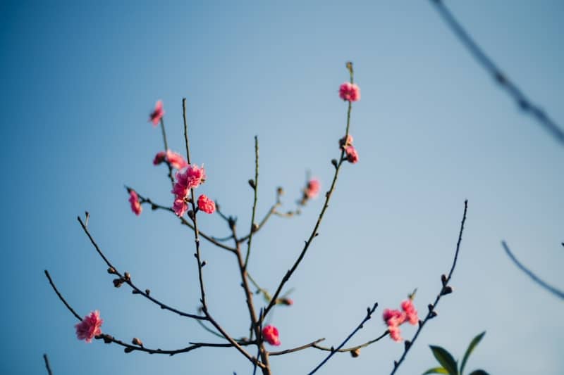 Pink blossoms on a bare tree branch against blue sky