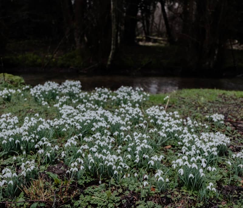 Field of white snowdrops by a dark forest stream