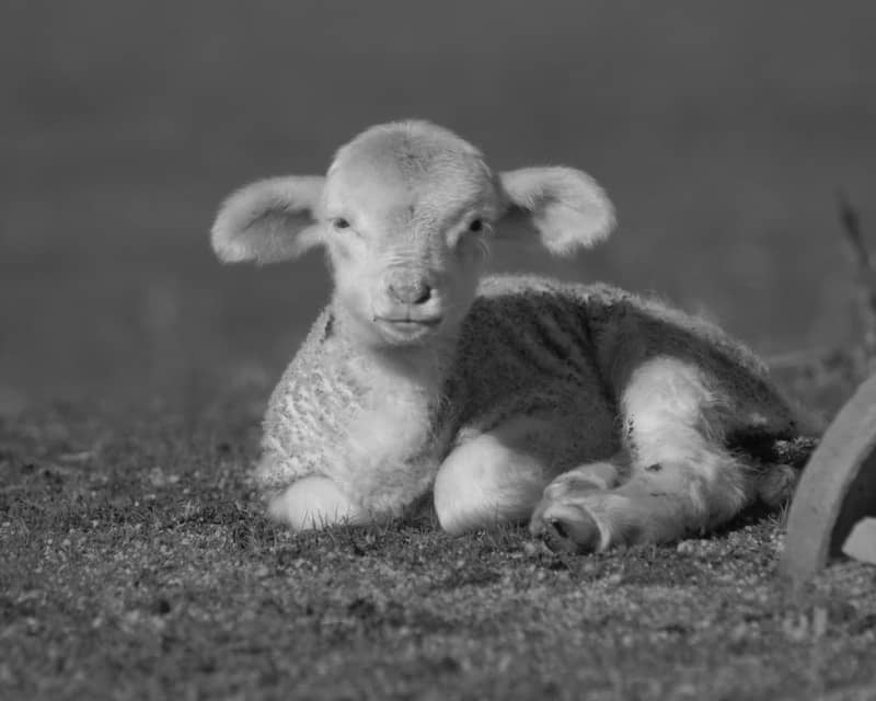A cute lamb rests peacefully in the grass.