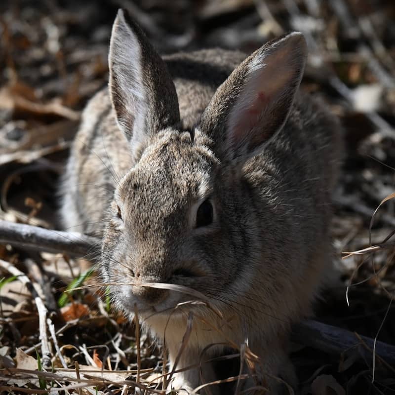 A small rabbit sits amongst dry leaves and twigs.
