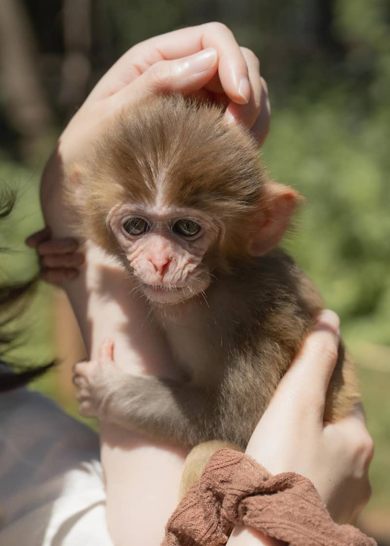 Adorable baby monkey held carefully in human hands.