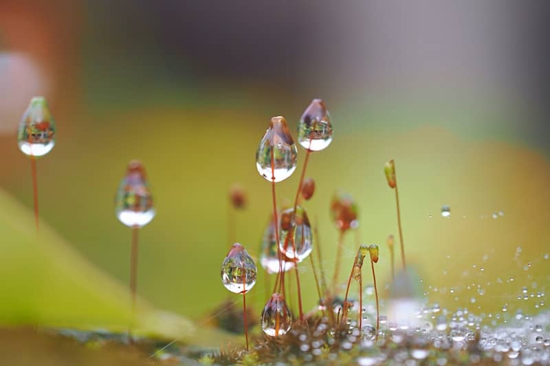 Water droplets clinging to delicate moss stalks