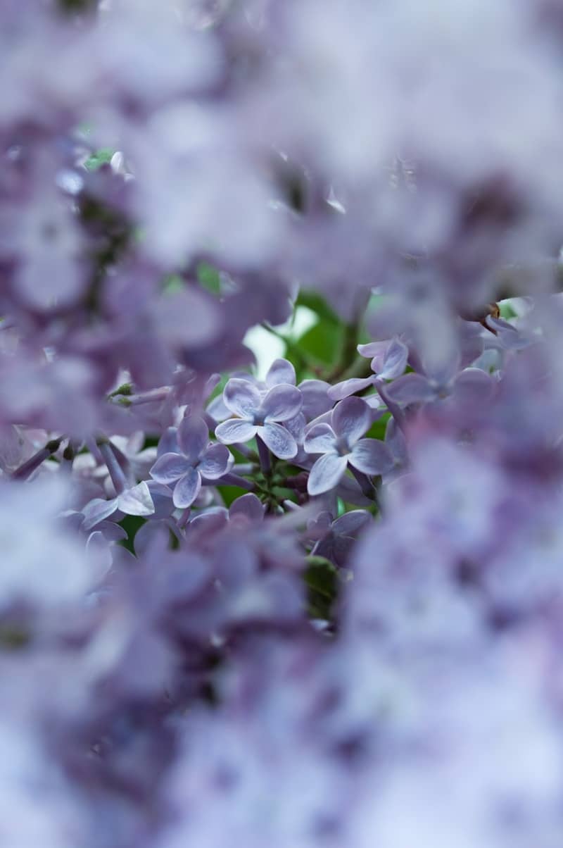 Purple lilacs bloom in soft, hazy focus.